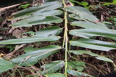 Schumannianthus virgatus